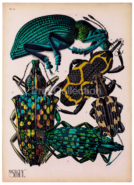 Insects, Plate 14 by E.A. Seguy Insects, Plate 14 by E.A. Seguy