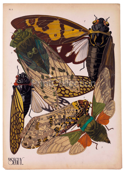 Insects, Plate 2 by E.A. Seguy Insects, Plate 2 by E.A. Seguy