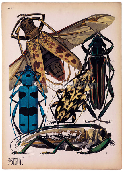 Insects, Plate 3 by E.A. Seguy