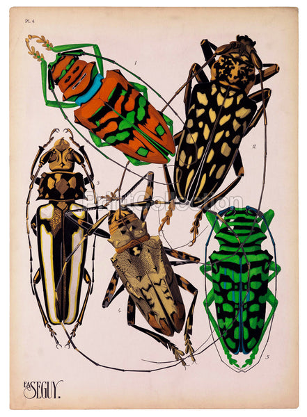 Insects, Plate 4 by E.A. Seguy Insects, Plate 4 by E.A. Seguy