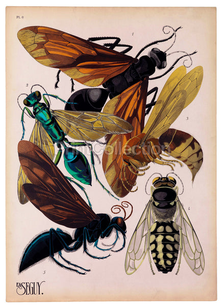 Insects, Plate 6 by E.A. Seguy Insects, Plate 6 by E.A. Seguy