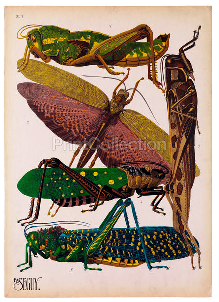 Insects, Plate 7 by E.A. Seguy Insects, Plate 7 by E.A. Seguy