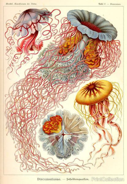Jellyfish, Discomedusae Jellyfish, Discomedusae