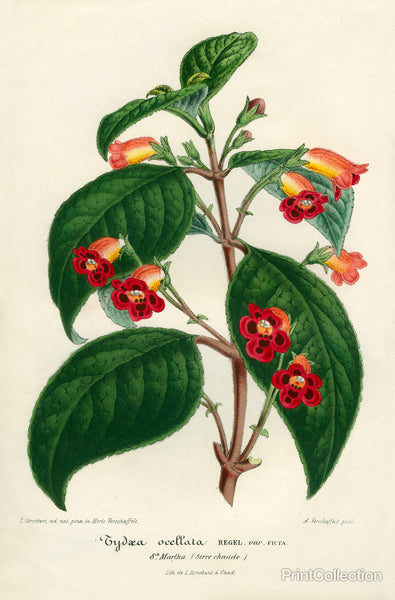 Kohleria of Central America Kohleria of Central America