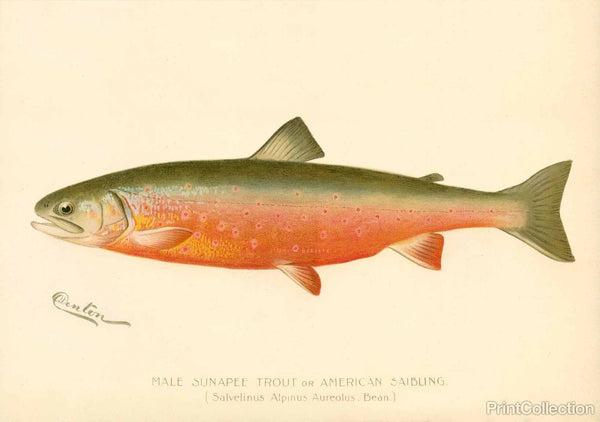 Male Sunapee Trout Male Sunapee Trout