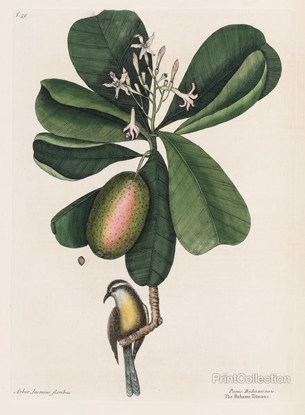 Mark Catesby, Naturalist, 1720's Mark Catesby, Naturalist, 1720's