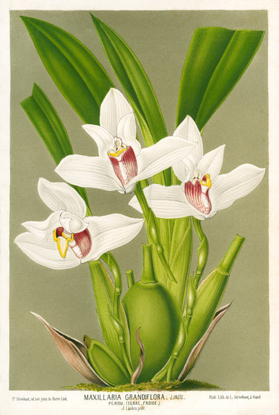 Maxillaria Orchid Maxillaria Orchid