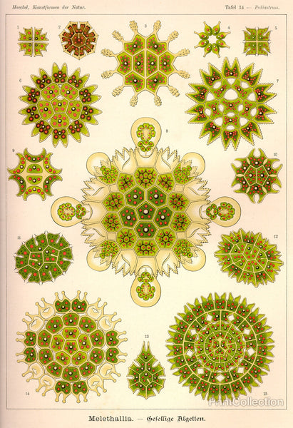 Melethallia Melethallia