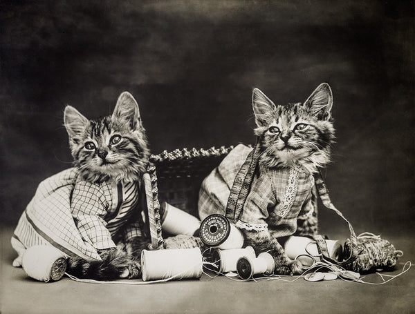 Mischief Makers with Cats Mischief Makers with Cats