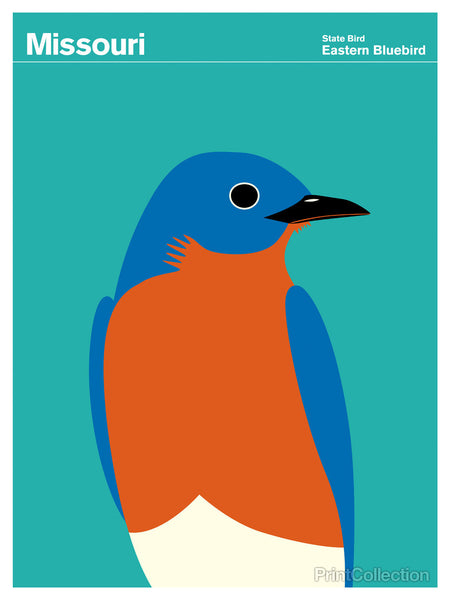 Missouri Eastern Bluebird Missouri Eastern Bluebird