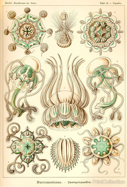 Narcomedusae - Scheiben-Strahlinge - Heliodiscus Narcomedusae - Scheiben-Strahlinge - Heliodiscus