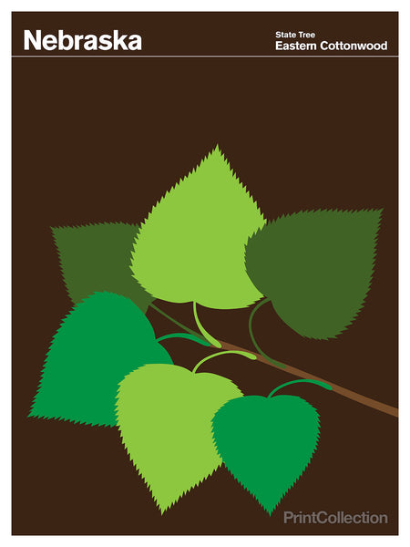 Nebraska Eastern Cottonwood Nebraska Eastern Cottonwood