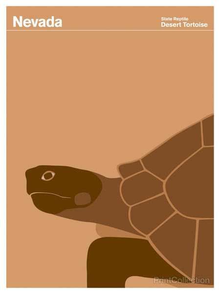 Nevada Desert Tortoise Nevada Desert Tortoise