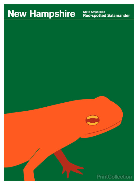 New Hampshire Red-spotted Salamander New Hampshire Red-spotted Salamander