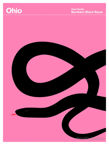 Ohio Northern Black Racer Ohio Northern Black Racer