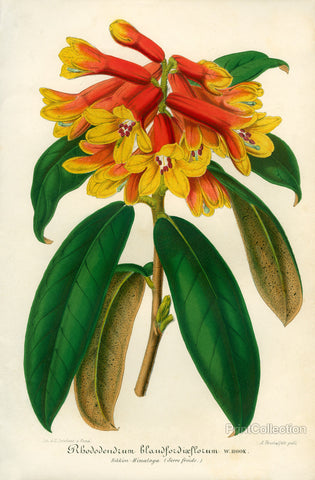 Orange Yellow Rhododendron Orange Yellow Rhododendron