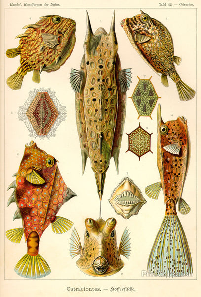 Ostraciontes - Scheiben-Strahlinge - Heliodiscus Ostraciontes - Scheiben-Strahlinge - Heliodiscus