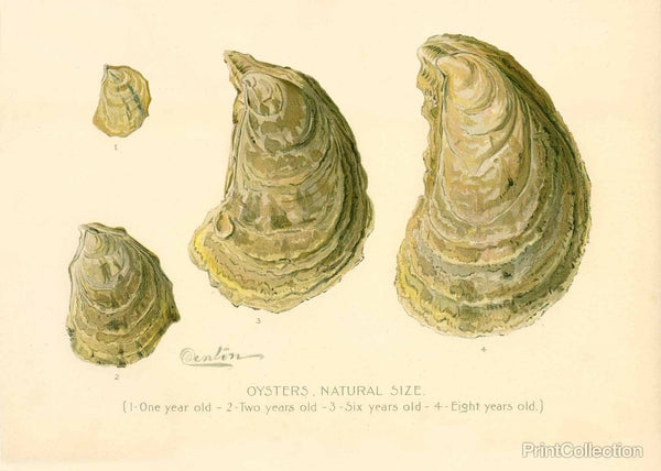 Oysters Natural Size Oysters Natural Size
