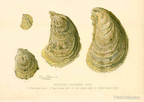 Oysters Natural Size Oysters Natural Size