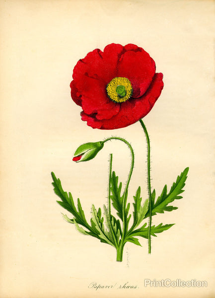 Papaver Rhoeas, Red Poppy Papaver Rhoeas, Red Poppy