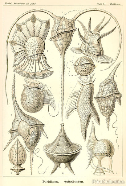 Peridinea - Scheiben-Strahlinge - Heliodiscus