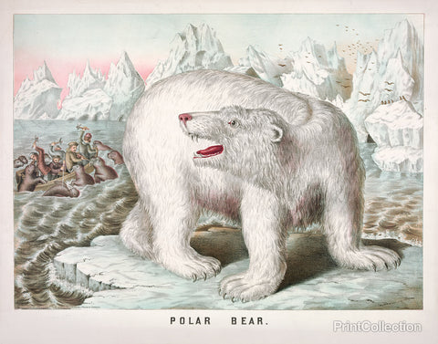Petrified Polar Bear Petrified Polar Bear