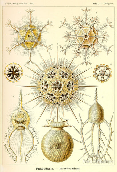 Phaeodaria Radiolaria