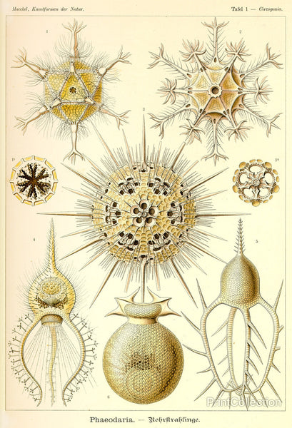Phaeodaria Radiolaria Phaeodaria Radiolaria