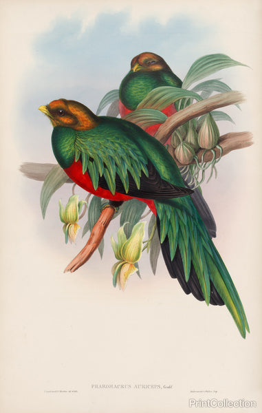 Pharomacrus Auriceps Pharomacrus Auriceps