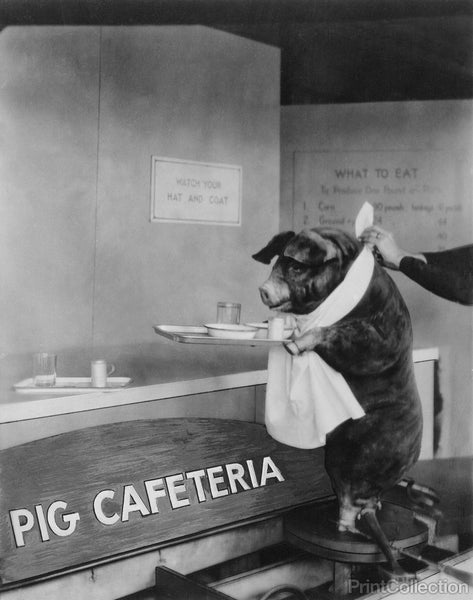 Pig Cafeteria Pig Cafeteria