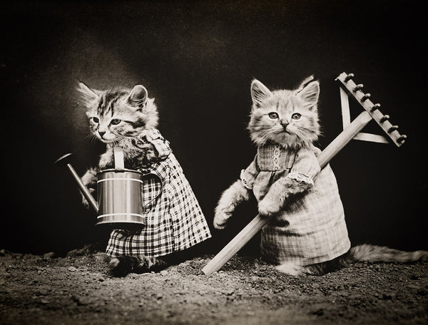 Planting Time with Cats Planting Time with Cats