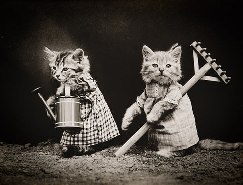 Planting Time with Cats Planting Time with Cats