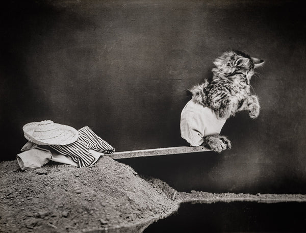 Ready for a Dive with Cats Ready for a Dive with Cats