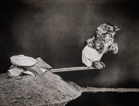 Ready for a Dive with Cats Ready for a Dive with Cats