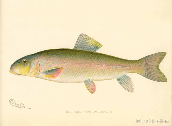 Red Horse Fish Red Horse Fish
