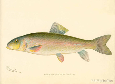 Red Horse Fish Red Horse Fish