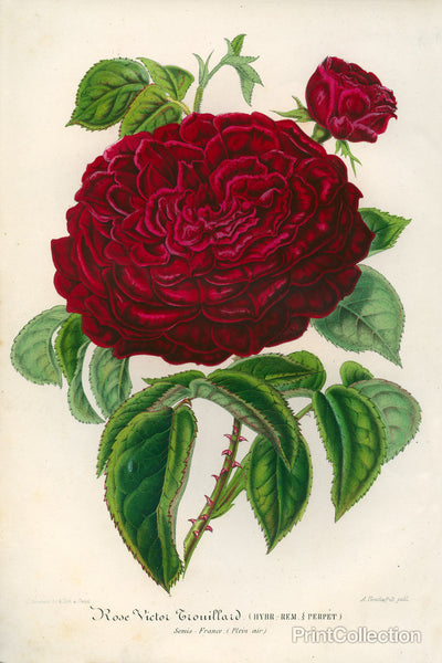 Rose Victor Trouillard Rose Victor Trouillard