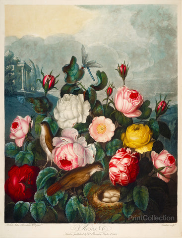 Roses by Thornton Roses by Thornton