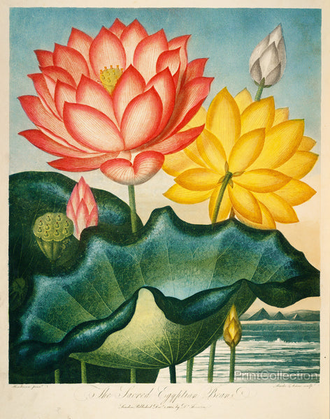 Sacred Egyptian Bean Sacred Egyptian Bean