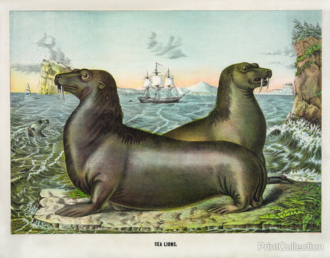 Sea Lions Sea Lions