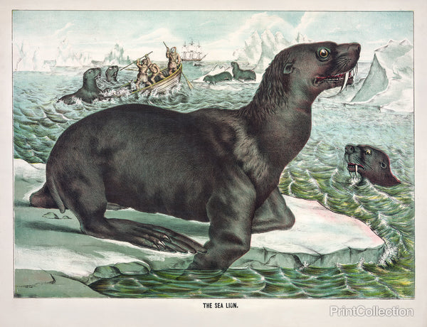 Shocked Sea Lion Shocked Sea Lion