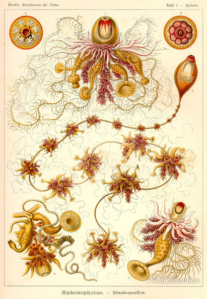 Siphonophorae - Scheiben-Strahlinge - Heliodiscus Siphonophorae - Scheiben-Strahlinge - Heliodiscus