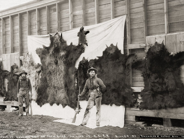 Skins of Animals Killed on Show River Skins of Animals Killed on Show River