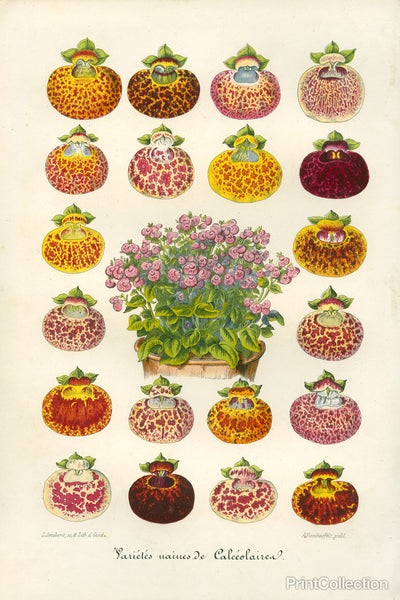 Slipper Flower Varieties