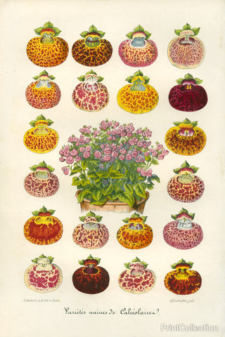 Slipper Flower Varieties Slipper Flower Varieties