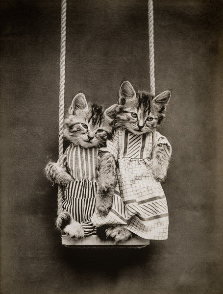 Swinging with Cats Swinging with Cats