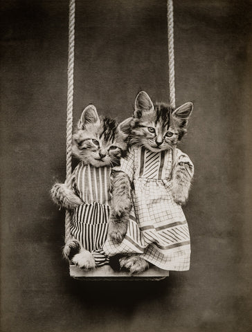 Swinging with Cats Swinging with Cats