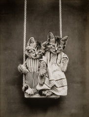 Swinging with Cats Swinging with Cats