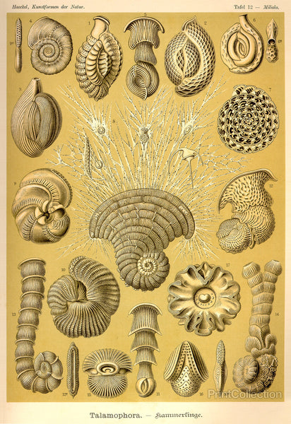 Talamophora Talamophora