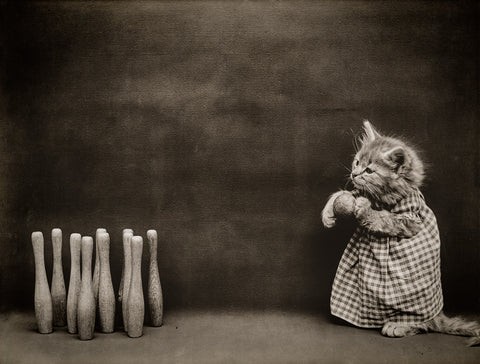 Ten Pins, Bowling with Cats Ten Pins, Bowling with Cats